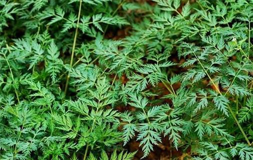 鼠尾草中国禁止有吗（不容错过的香草植物大盘点）