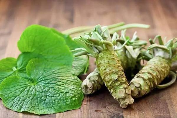鼠尾草中国禁止有吗（不容错过的香草植物大盘点）