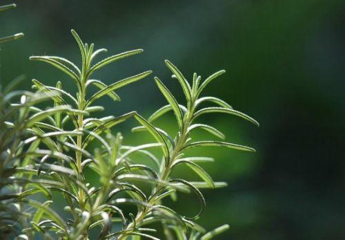 鼠尾草中国禁止有吗（不容错过的香草植物大盘点）