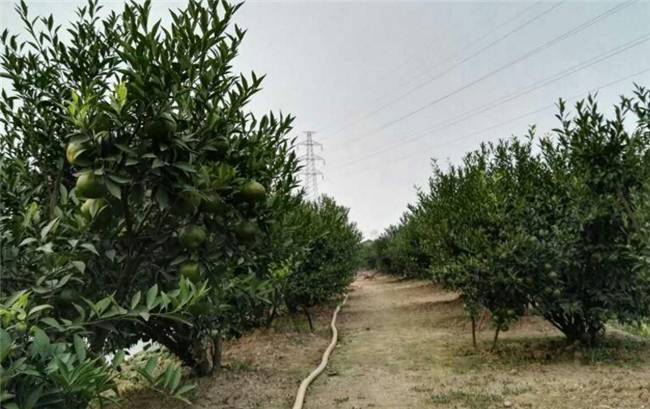 西甲村是温州哪里(原来，只有这几个地方产的柑普茶才真的值钱)