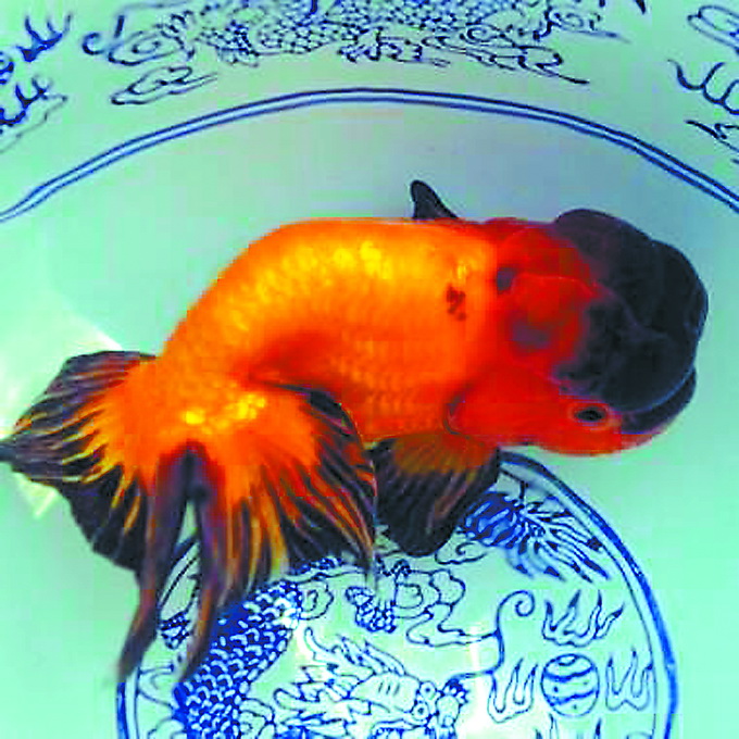 北京萧太后河畔黑庄户宫廷金鱼：皇家园林必备品