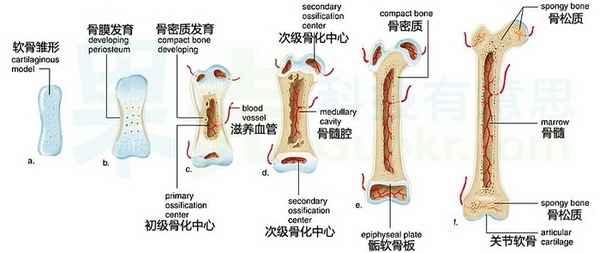 骨骺线闭合了还能长高吗？老天欠你多少厘米呢？