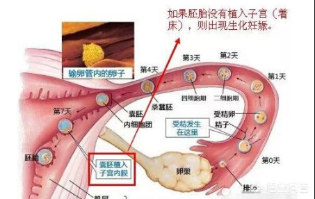 受精卵着床失败是什么原因造成的