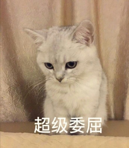 猫咪表情包：惊讶又期待的眼神