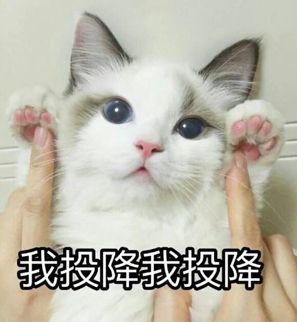 猫咪表情包：惊讶又期待的眼神