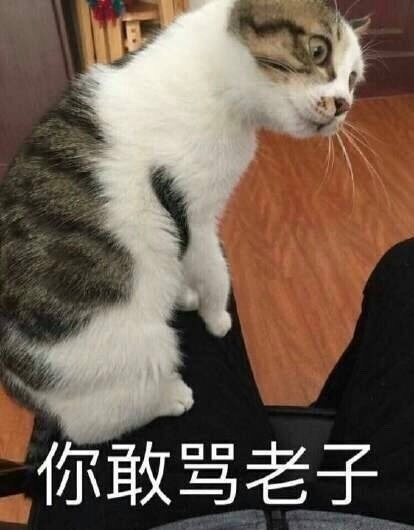 猫咪表情包：惊讶又期待的眼神