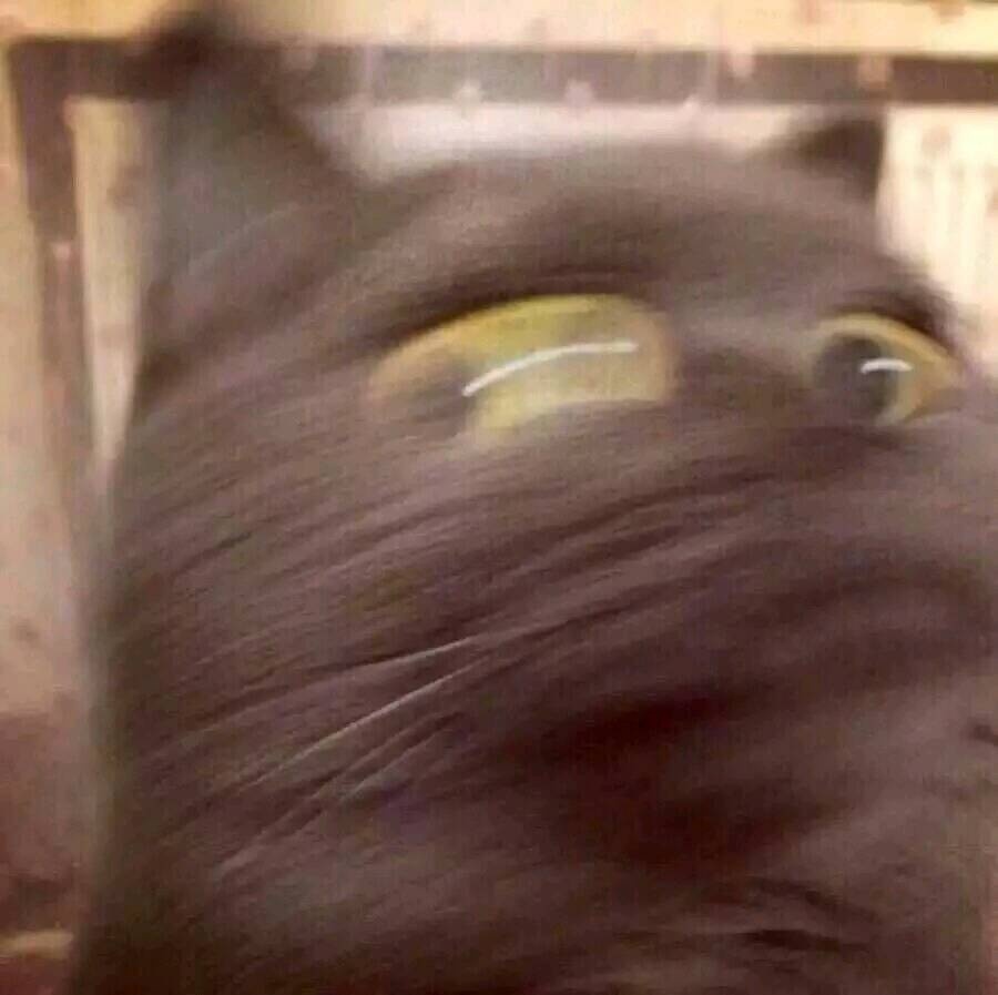 猫咪表情包：惊讶又期待的眼神