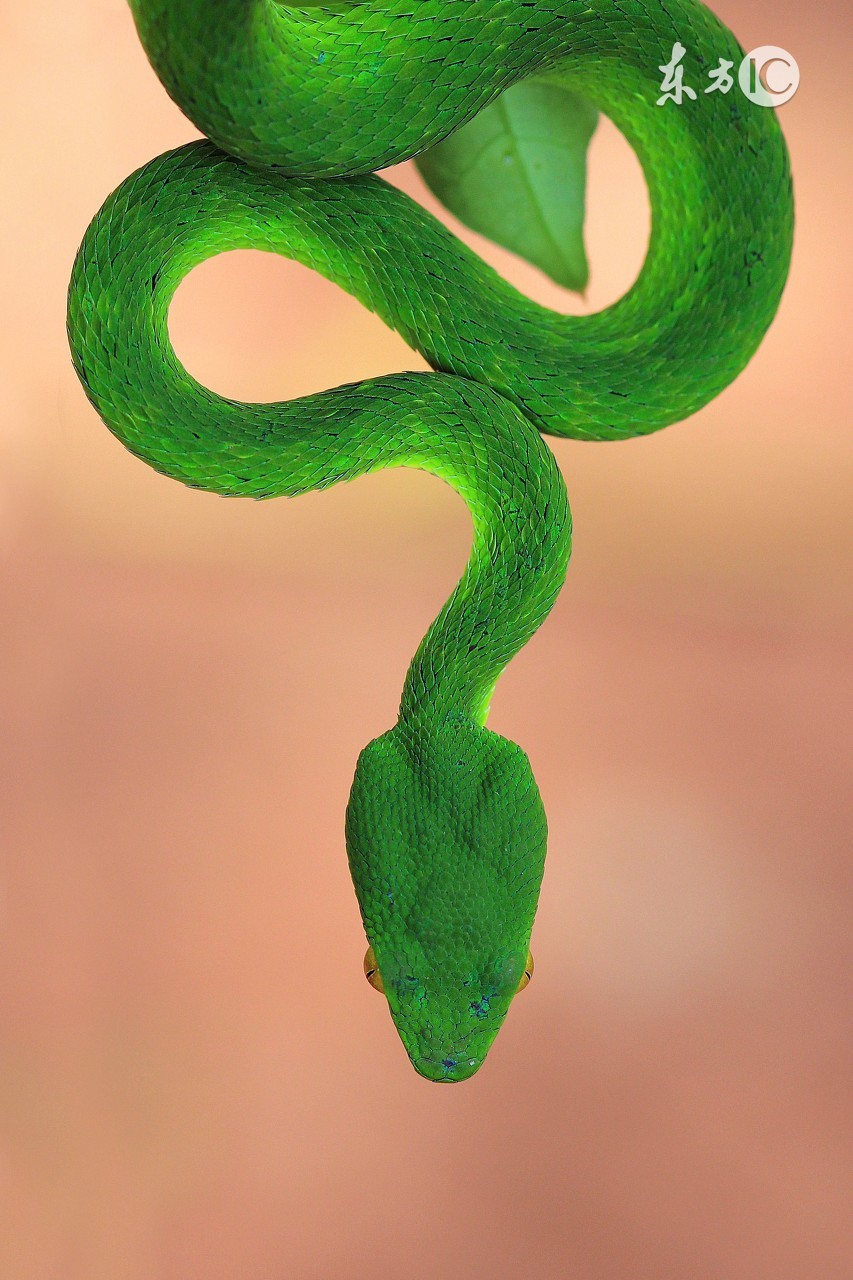 蛇为水火交融之物,象征着钱财和权势,属蛇的人同样旺盛在财运,不说别