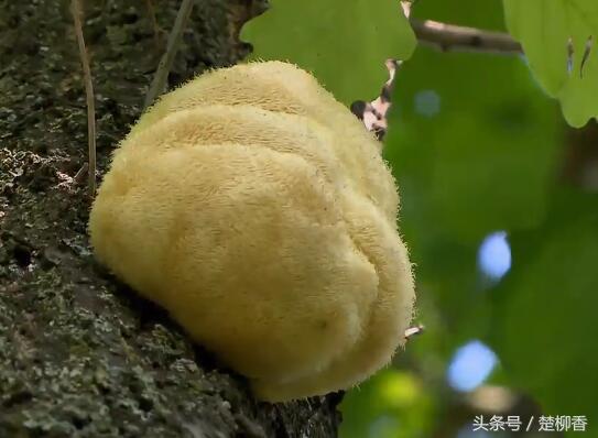“猴头”出山，“菇”出致富经，亩产值达4万余元！