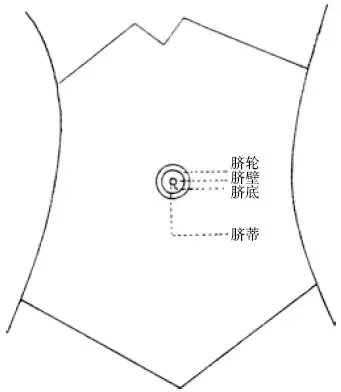 1个月婴儿肚脐正常图片（小小肚脐不简单）