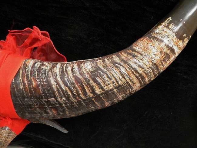 治出血及过敏性紫癜有奇效的水牛角