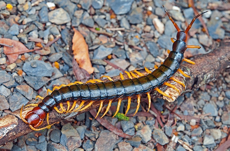 蜈蚣,又称为百足虫,为常用药材,性温,味辛,有毒.