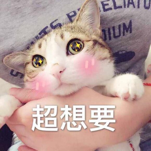 猫咪表情包：惊讶又期待的眼神