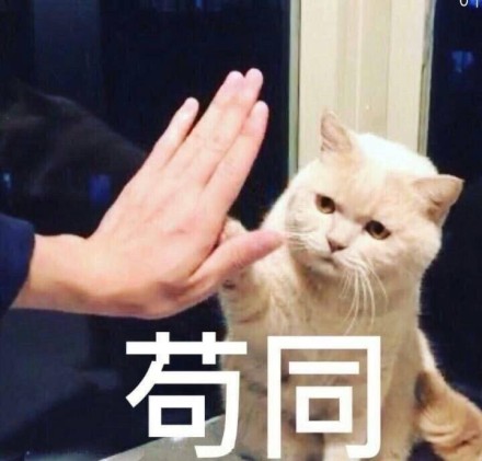 猫咪表情包：惊讶又期待的眼神