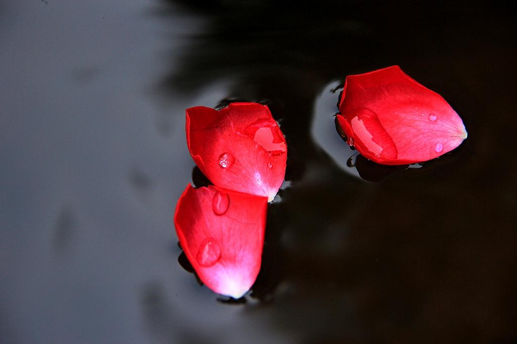 花自飘零水自流，一种相思，两处闲愁