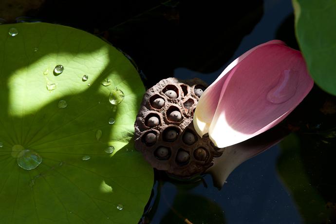 花自飘零水自流，一种相思，两处闲愁