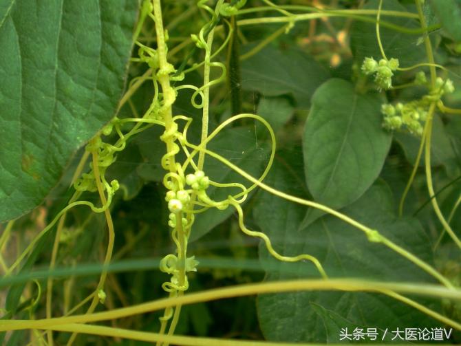 中国民间五个补肾壮阳植物,有的就在家门口,认识两个就算高手