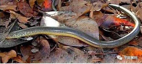 玻璃蛇(玻璃蛇竟不是蛇，长的像蛇但它却是一种蜥蜴)