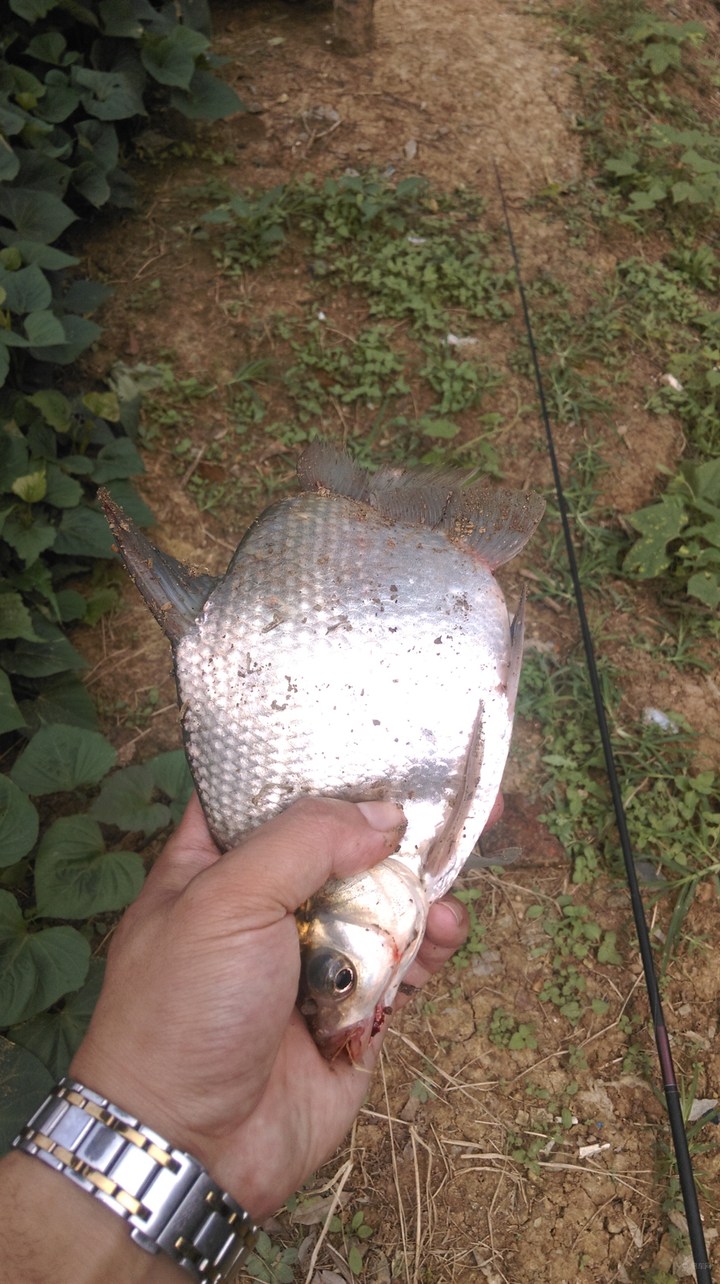 武昌鱼刺多吗（只有13根半鱼刺的才正宗的武昌鱼）