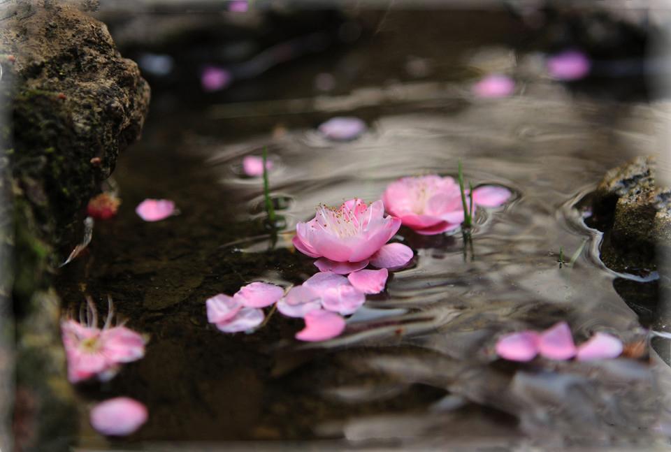 花自飘零水自流，一种相思，两处闲愁