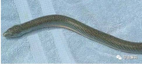 玻璃蛇(玻璃蛇竟不是蛇，长的像蛇但它却是一种蜥蜴)