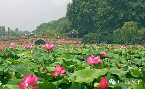 荷花什么时候开 牡丹花什么时候开