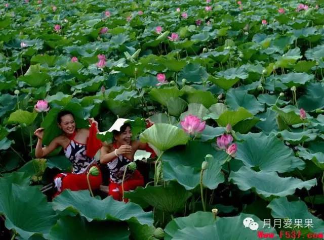 荷花什么时候开 牡丹花什么时候开