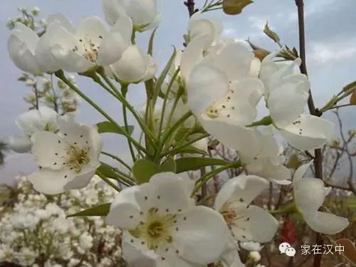 洋县三月梨花飞，秦地行人醉春归