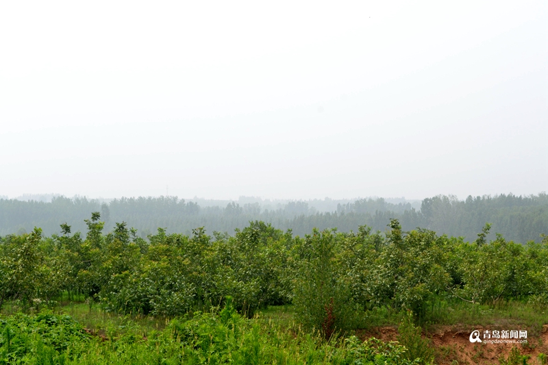 核桃的產(chǎn)地,核桃的產(chǎn)地在哪里