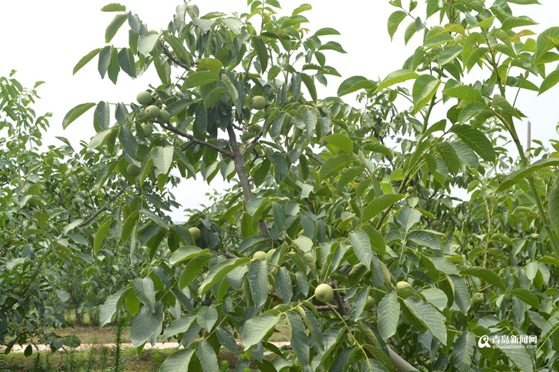 核桃的產(chǎn)地,核桃的產(chǎn)地在哪里