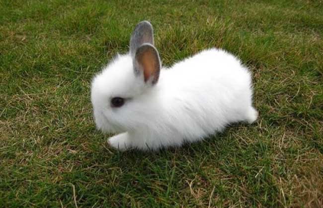 安哥拉兔(安哥拉兔多少钱一只 安哥拉兔的饲养方法)