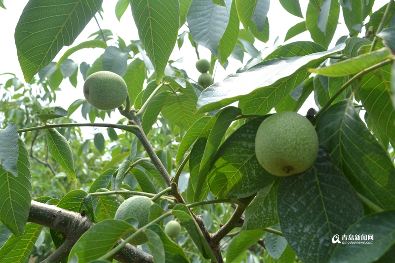 核桃的產(chǎn)地,核桃的產(chǎn)地在哪里