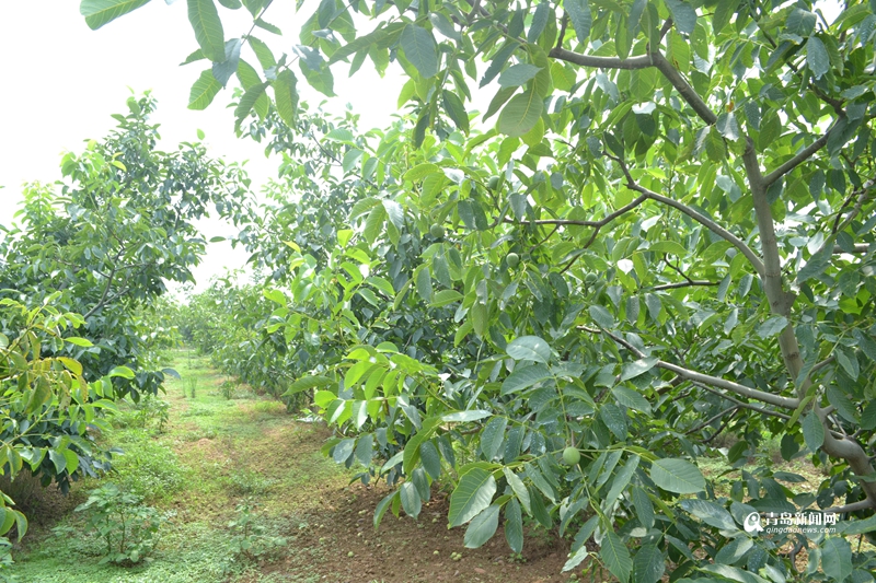 核桃的產(chǎn)地,核桃的產(chǎn)地在哪里
