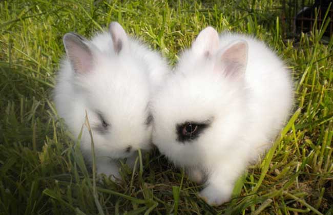 安哥拉兔(安哥拉兔多少钱一只 安哥拉兔的饲养方法)