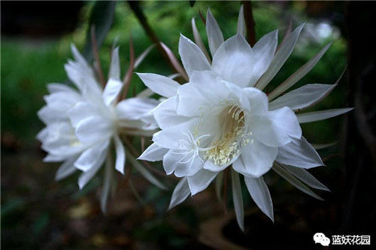 昙花花语（昙花的养殖方法和注意事项分享）