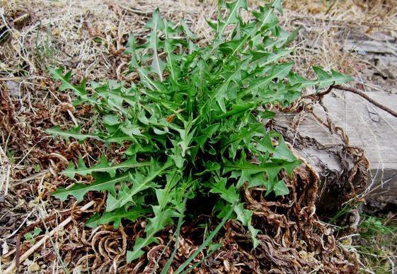 蒲公英的花,叶,根茎都能泡水喝?有什么不同?