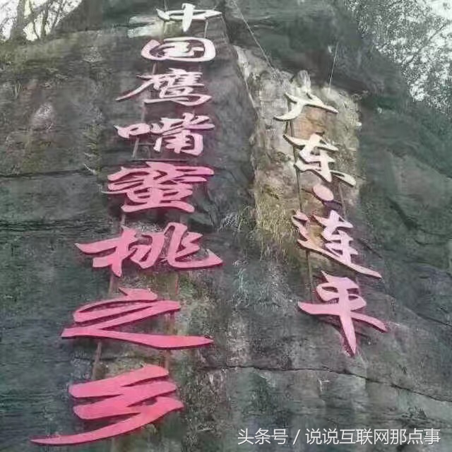连平鹰嘴桃简介