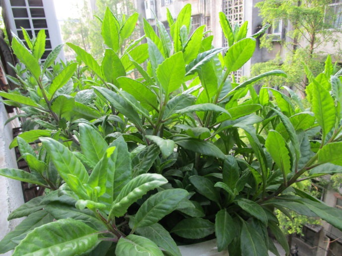 白背三七为菊科植物白子菜的全草,别名大救驾,大肥牛,散血姜等,草药