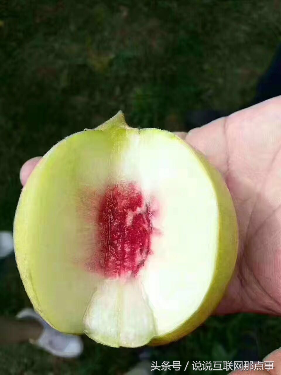 连平鹰嘴桃简介