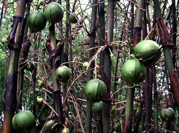 你听说过竹果,竹米和竹黄吗?这些居然都是长在竹子上的!