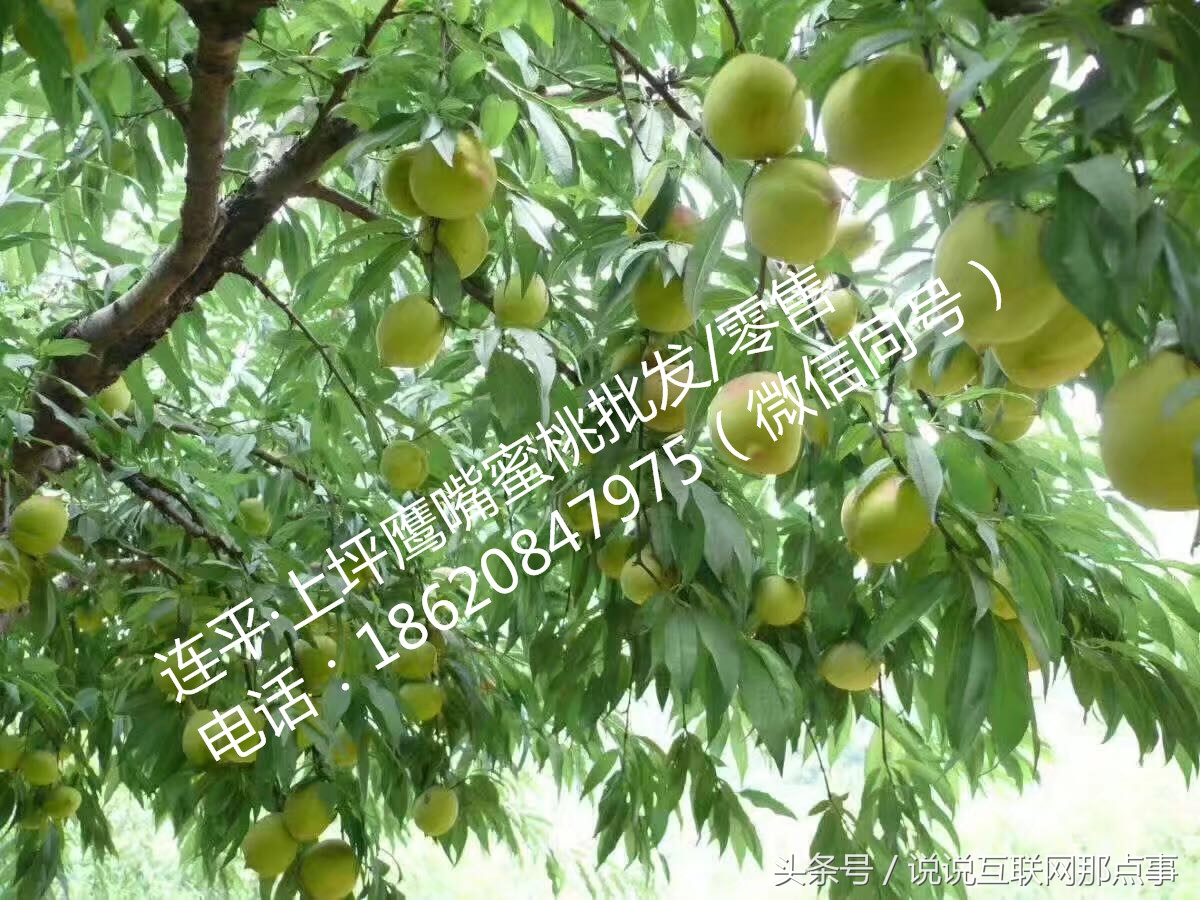 连平鹰嘴桃简介