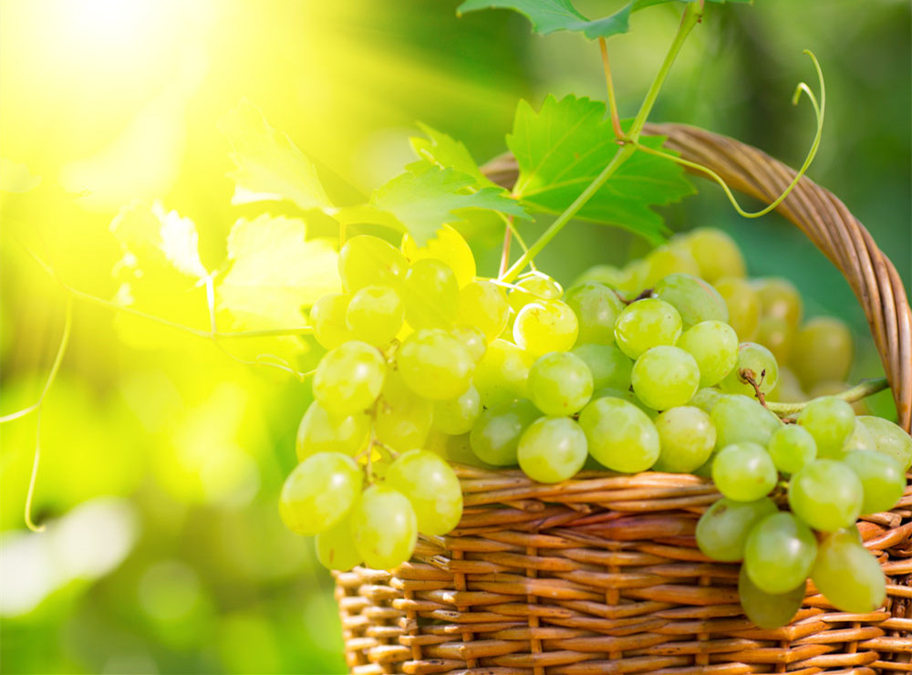 葡萄和提子的区别,葡萄和提子的区别营养价值