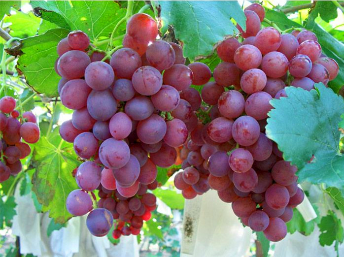 葡萄和提子的区别,葡萄和提子的区别营养价值