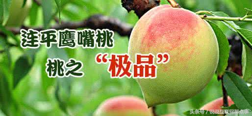 连平鹰嘴桃简介