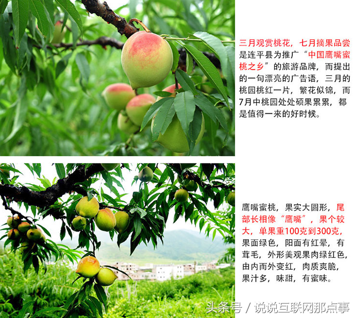 连平鹰嘴桃简介