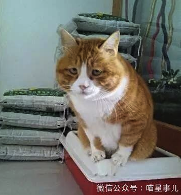 建议收藏，家里猫咪拉稀该如何诊断和治疗？