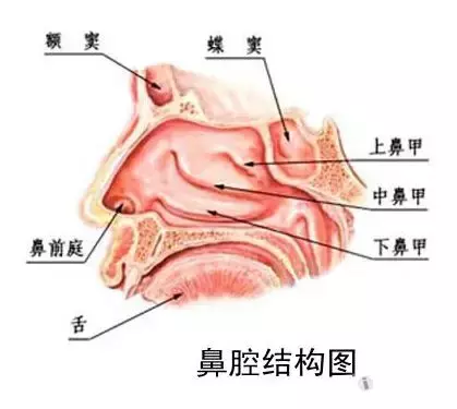 鼻竇炎 鼻甲肥大 穿刺