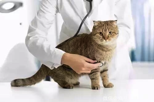 猫咪腹泻快速处理方法大全（建议收藏）