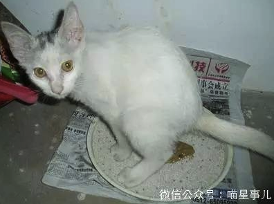建议收藏，家里猫咪拉稀该如何诊断和治疗？