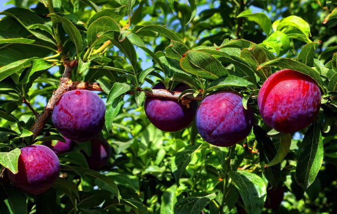 桃李代称的含义